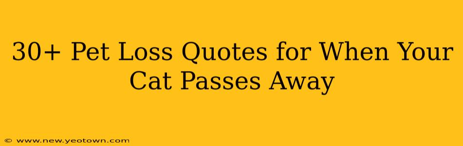 30+ Pet Loss Quotes for When Your Cat Passes Away