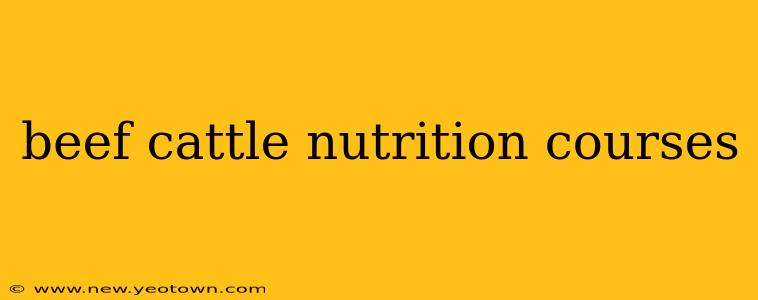 beef cattle nutrition courses