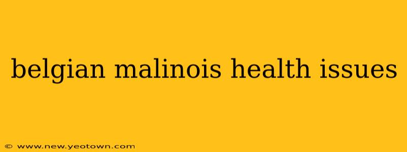belgian malinois health issues