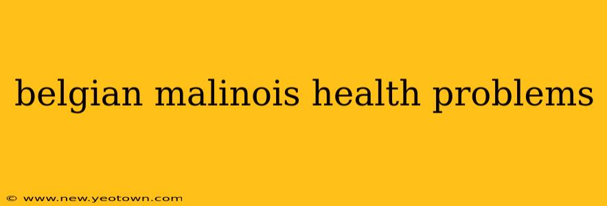 belgian malinois health problems