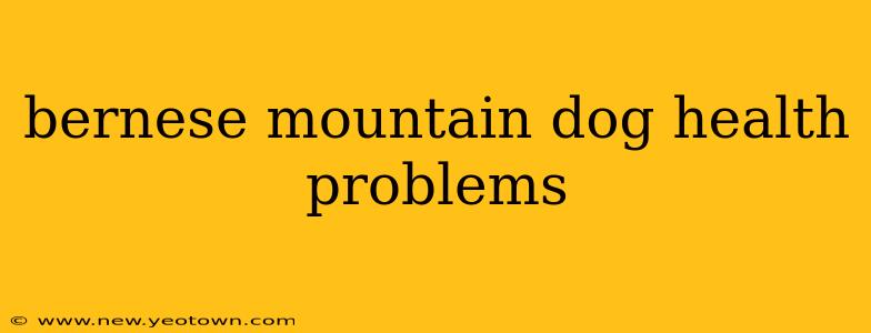 bernese mountain dog health problems