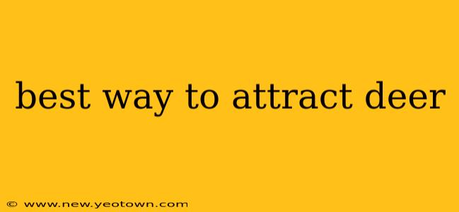 best way to attract deer