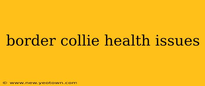 border collie health issues