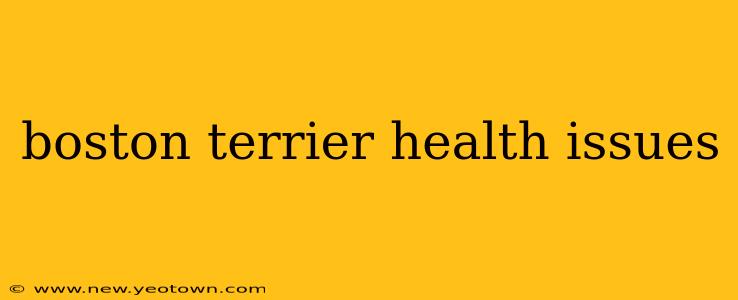 boston terrier health issues