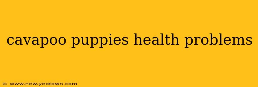 cavapoo puppies health problems