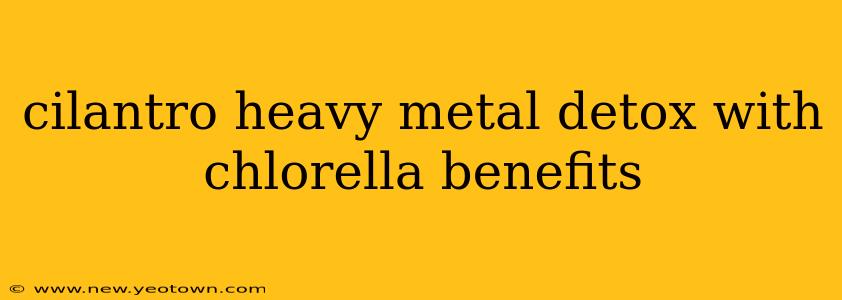 cilantro heavy metal detox with chlorella benefits