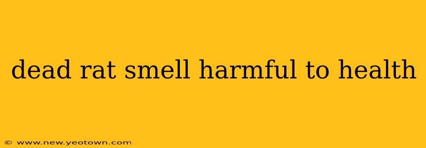 dead rat smell harmful to health