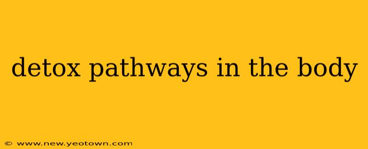 detox pathways in the body