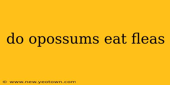 do opossums eat fleas