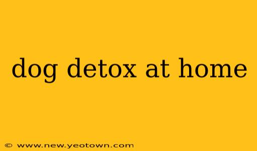 dog detox at home