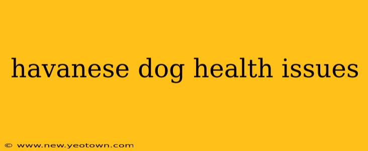 havanese dog health issues