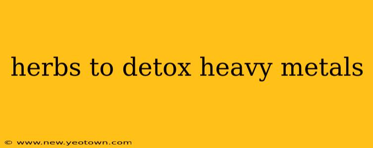 herbs to detox heavy metals