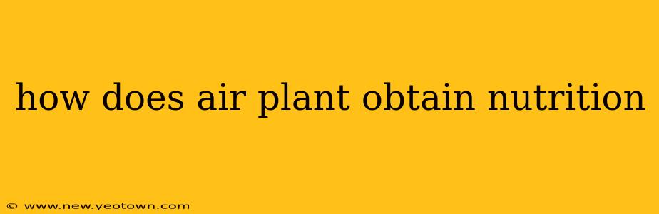 how does air plant obtain nutrition