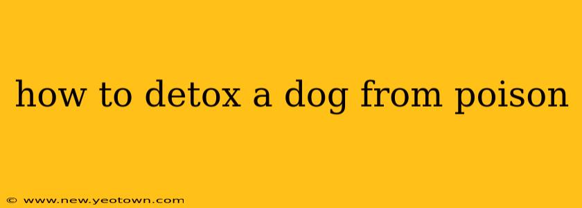 how to detox a dog from poison