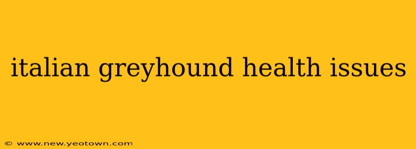 italian greyhound health issues