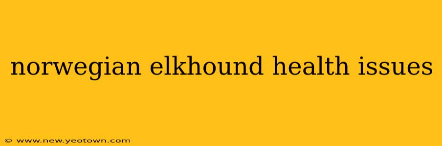norwegian elkhound health issues