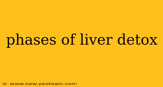 phases of liver detox