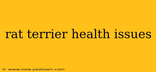 rat terrier health issues