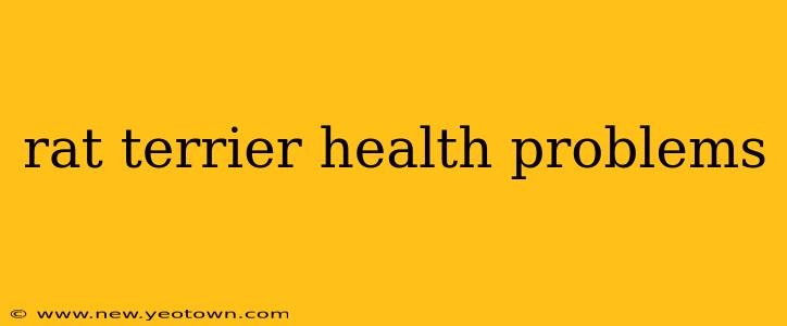 rat terrier health problems