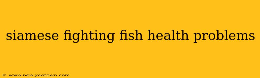 siamese fighting fish health problems