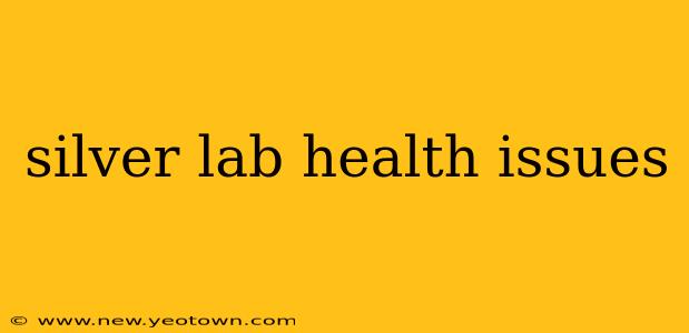 silver lab health issues