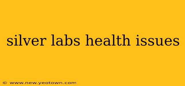 silver labs health issues