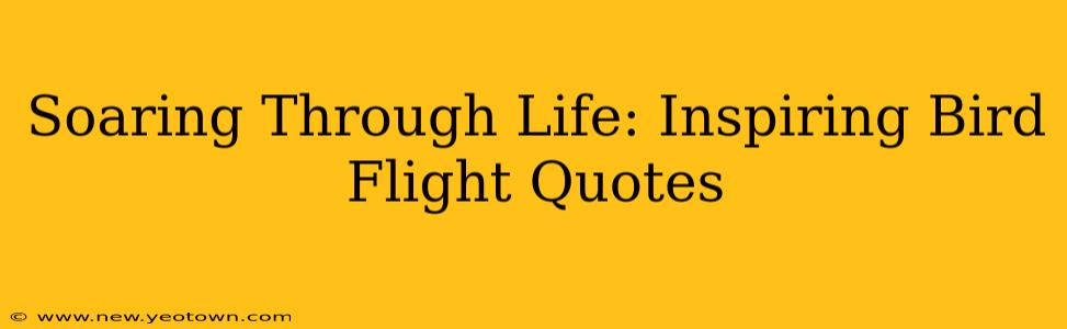 Soaring Through Life: Inspiring Bird Flight Quotes