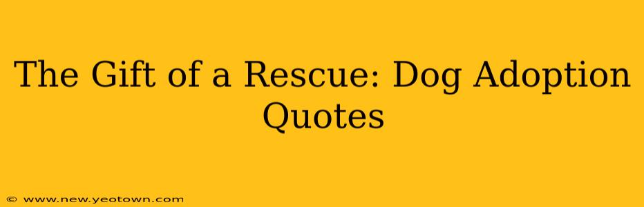 The Gift of a Rescue: Dog Adoption Quotes