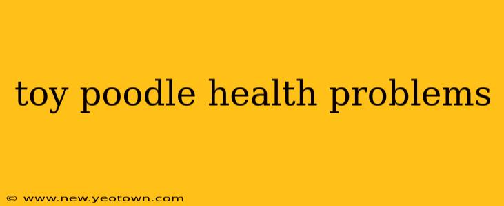 toy poodle health problems
