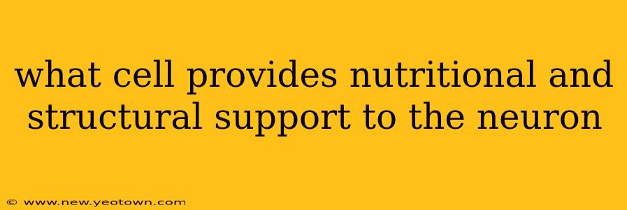 what cell provides nutritional and structural support to the neuron