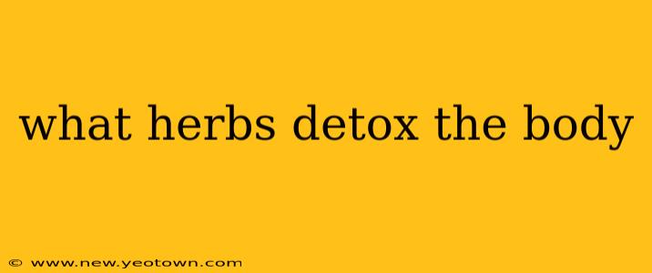 what herbs detox the body